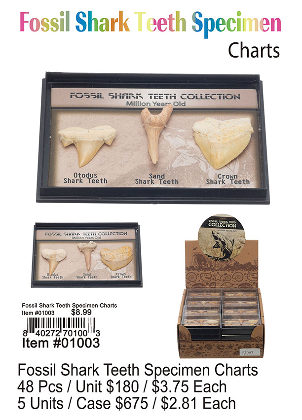 Fossil Shark Teeth Specimen Chart