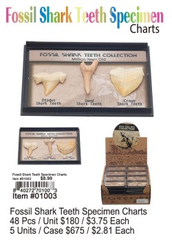 Fossil Shark Teeth Specimen Chart