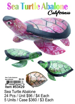Sea Turtle Abalone-California