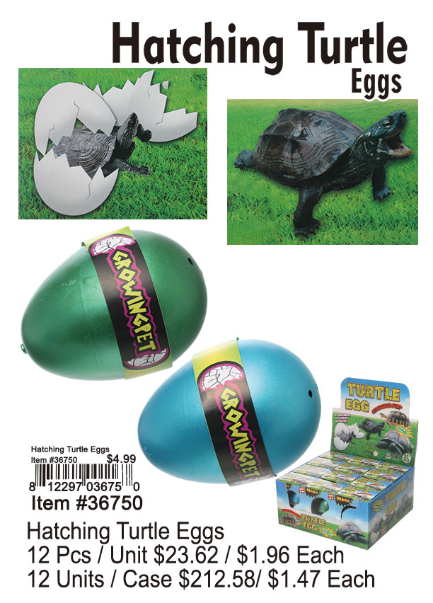 Hatching Turtle Eggs